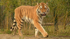 Amur-Tiger (1).jpg